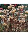 Paperbush, Edgeworthia chrysantha 'Paperbush' 3G