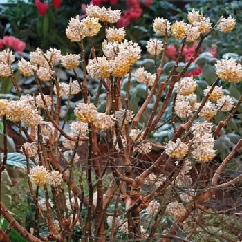 Paperbush, Edgeworthia chrysantha 'Paperbush' 3G