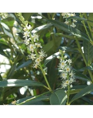 Cherry Laurel, Prunus laurocerasus 'Schipkaensis' Schip / Skip 7G