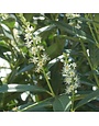 Cherry Laurel, Prunus laurocerasus 'Schipkaensis' Schip / Skip 7G