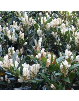 Cherry Laurel, Prunus laurocerasus 'Otto Luyken' 7G