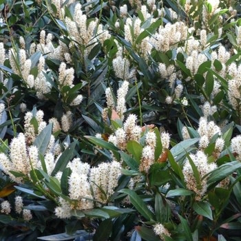 Cherry Laurel, Prunus laurocerasus 'Otto Luyken' 7G