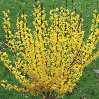 Forsythia, Forsythia x 'Minfor6' Show Off Starlet® 3G