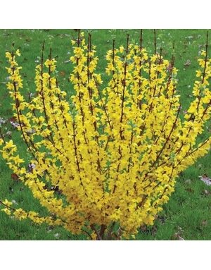 Forsythia, Forsythia x 'Minfor6' Show Off Starlet® 5G