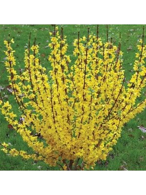 Forsythia, Forsythia x 'Minfor6' Show Off Starlet® 5G