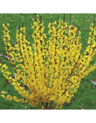 Forsythia, Forsythia x 'Minfor6' Show Off Starlet® 5G
