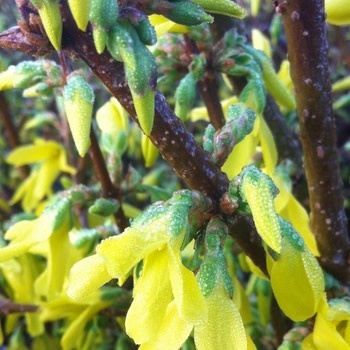 Forsythia, Forsythia x intermedia 'Border Forsythia' 1G
