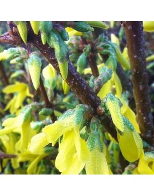 Forsythia, Forsythia x intermedia 'Border Forsythia' 3G