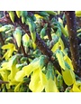 Forsythia, Forsythia x intermedia 'Border Forsythia' 3G