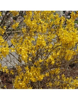 Forsythia, Forsythia x intermedia 'Lynwood Gold' 3G