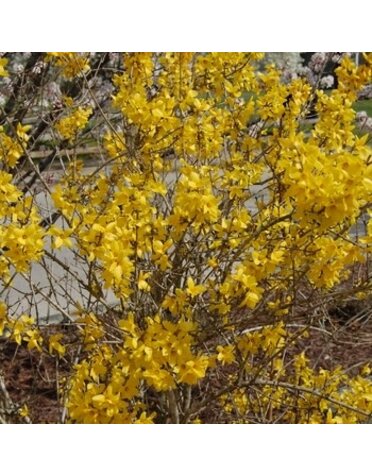 Forsythia, Forsythia x intermedia 'Lynwood Gold' 3G