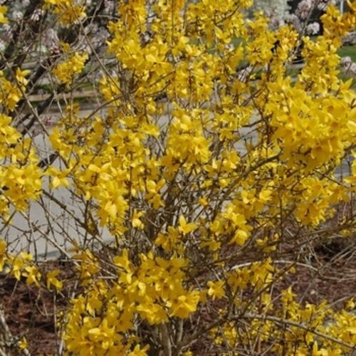 Forsythia, Forsythia x intermedia 'Lynwood Gold' 3G
