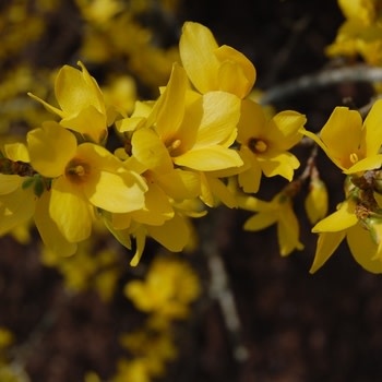 Forsythia, Forsythia x intermedia 'Lynwood Gold' 3G