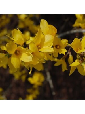 Forsythia, Forsythia x intermedia 'Lynwood Gold' 5G