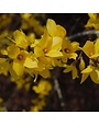 Forsythia, Forsythia x intermedia 'Lynwood Gold' 5G