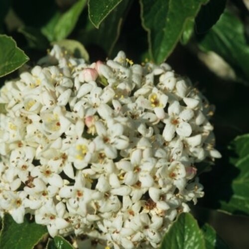 Viburnum, Viburnum burkwoodii 'Conoy' 1G