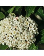 Viburnum, Viburnum burkwoodii 'Conoy' 1G