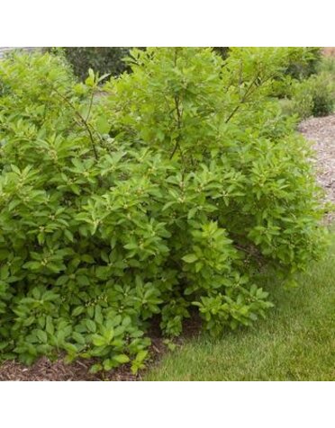 Holly, Ilex verticillata 'Southern Gentleman' (Winterberry) (Pollinator) 3G