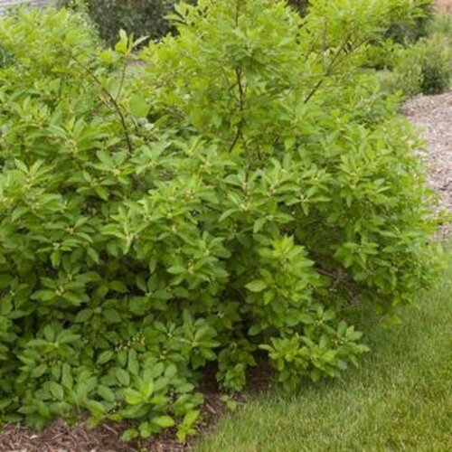 Holly, Ilex verticillata 'Southern Gentleman' (Winterberry) (Pollinator) 3G