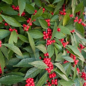Holly, Ilex verticillata 'Southern Gentleman' (Winterberry) (Pollinator) 3G