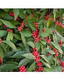 Holly, Ilex verticillata 'Southern Gentleman' (Winterberry) (Pollinator) 5G