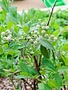 Blueberry, Vaccinium ashei 'Powderblue' 1G
