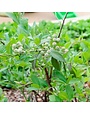 Blueberry, Vaccinium ashei 'Powderblue' 1G