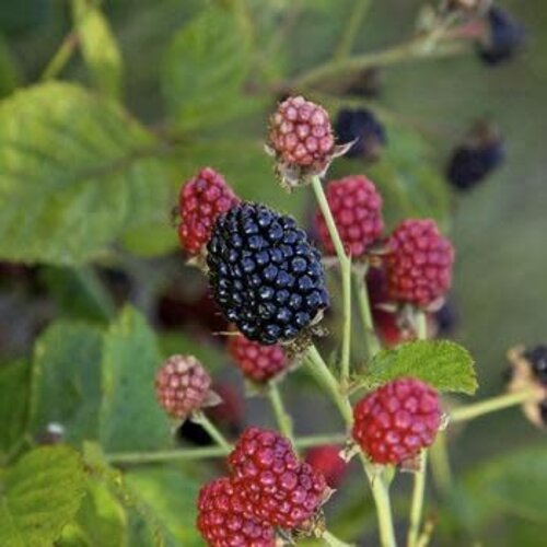 Blackberry, Rubus x 'APF-236T' Baby CakesÂ® 2G