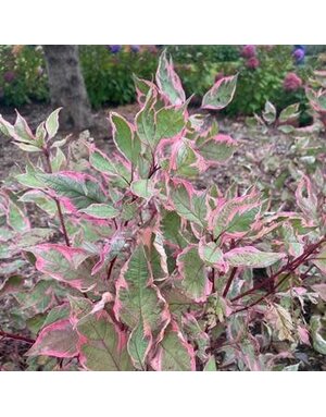 Dogwood, Cornus alba 'Verpaalen2' Sgt. Pepper® (Shrub) 3G