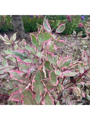 Dogwood, Cornus alba 'Verpaalen2' Sgt. Pepper® (Shrub) 3G