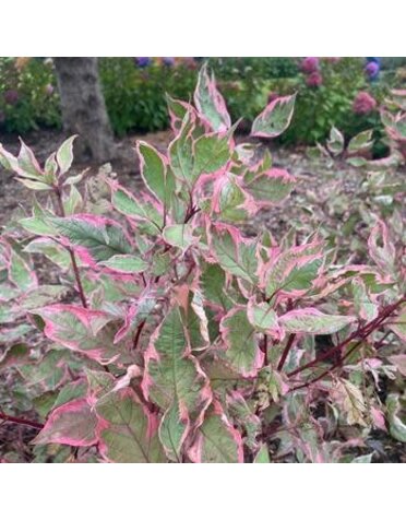 Dogwood, Cornus alba 'Verpaalen2' Sgt. Pepper® (Shrub) 3G