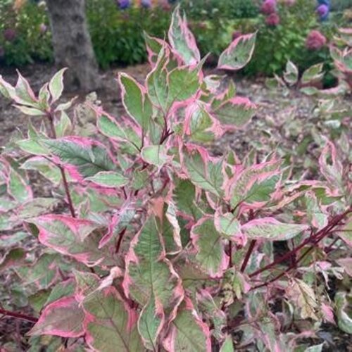 Dogwood, Cornus alba 'Verpaalen2' Sgt. PepperÂ® (Shrub) 3G