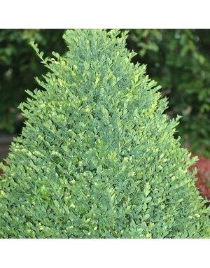 Boxwood, Buxus 'Green Mountain' 36-42" BB