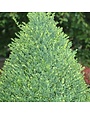 Boxwood, Buxus 'Green Mountain' 36-42" BB