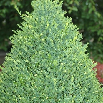 Boxwood, Buxus 'Green Mountain' 36-42" BB