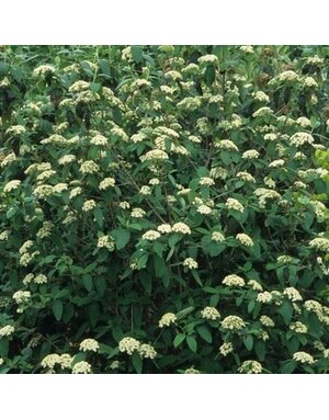 Viburnum, Viburnum x rhytidophylloides 'Interduke' Dart's Duke 1G
