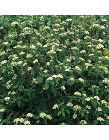 Viburnum, Viburnum x rhytidophylloides 'Interduke' Dart's Duke 1G