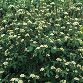 Viburnum, Viburnum x rhytidophylloides 'Interduke' Dart's Duke 1G