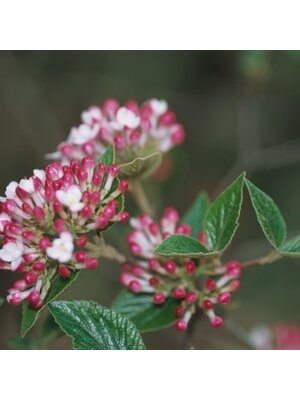 Viburnum, Viburnum x burkwoodii 'Mohawk' 5G Viburnum, Viburnum x burkwoodii 'Mohawk' 5G