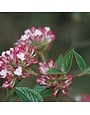 Viburnum, Viburnum x burkwoodii 'Mohawk' 5G