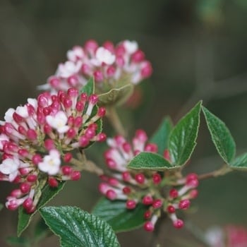 Viburnum, Viburnum x burkwoodii 'Mohawk' 5G
