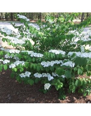 Viburnum, Viburnum plicatum var. tomentosum 'Doublefile' Snowball 3G