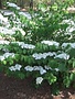 Viburnum, Viburnum plicatum var. tomentosum 'Doublefile' Snowball 3G