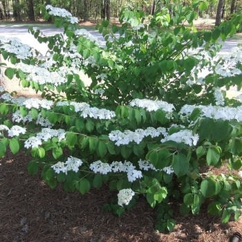Viburnum, Viburnum plicatum var. tomentosum 'Doublefile' Snowball 3G