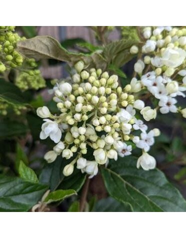 Viburnum, Viburnum x 'Nantucket' 1G