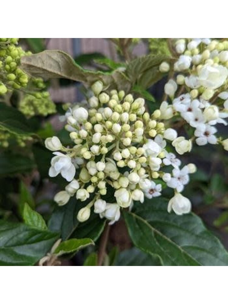Viburnum, Viburnum x 'Nantucket' 1G