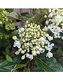 Viburnum, Viburnum x 'Nantucket' 1G