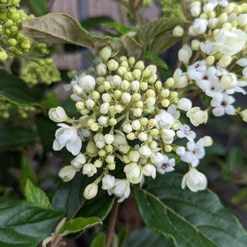 Viburnum, Viburnum x 'Nantucket' 1G