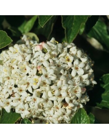 Viburnum, Viburnum x 'pragense' Prague 1G