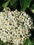 Viburnum, Viburnum x 'pragense' Prague 1G